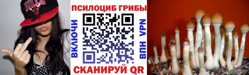 где продают   Чапаевск  Галлюциногенные грибы Psilocybe 
